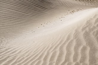 Dune landscape, Playa de Famara, Lanzarote, Canary Islands, Spain, Europe