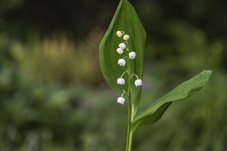 Lily of the valley (Convallaria majalis), Emsland, Lower Saxony, Germany, Europe