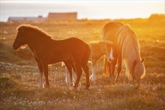 Icelandic horses (Equus islandicus) in the light of the midnight sun, Hofsos or Hofsós,