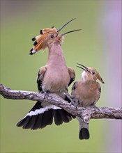 Hoopoe (Upupa epops) Bird of the Year 2022, courtship, mating, pair, male, female, bridal gift,