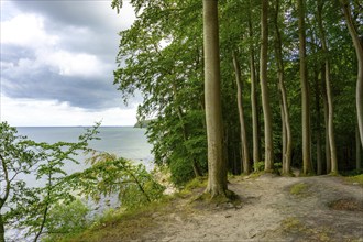 The Hochuferwanderweg from Baabe via Sellin to Binz, through dense beech forest, along the cliffs,