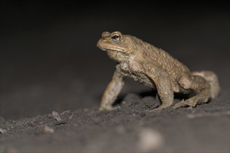 Common toad (Bufo bufo), single male, on the way to spawning waters, evening, toad migration,