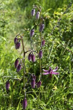 Close-up of a martagon lily (Lilium martagon), Sancy Massif, Auvergne-Rhone-Alpes, France, Europe