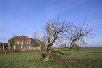 Old farm, with old fruit tree, morning light, Bislicher Insel, Lower Rhine, North Rhine-Westphalia,