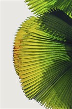 Palm leaf in transmitted light, leaf, palm, transparent, plant, flora, tropical, texture,