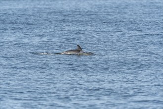 Common dolphin (Delphinus delphis) swimming on the surface of the water in the Iroisee. Finistere,