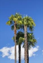 Palm trees against a blue sky in Ascona, Canton Ticino, Switzerland, Europe