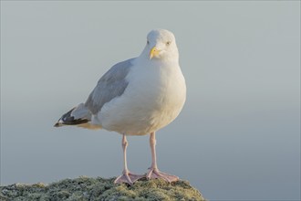 Portrait of a herring gull (Larus argentatus) in the cliffs of the Atlantic Ocean. Camaret, Crozon,