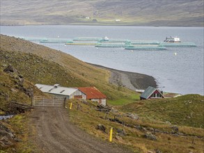 Salmon farm in the fjord at Djupivogur, East Fjords, Iceland, Europe