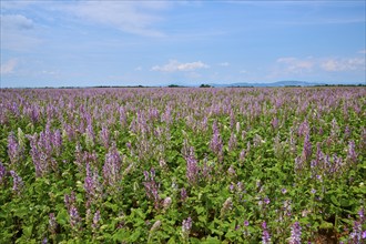 Clary sage field on a sunny day with a slightly overcast sky, summer, Valensole,