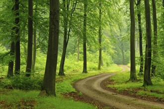 Hiking trail through green beech forest to the Heilige Hallen, natural forest reserve in the