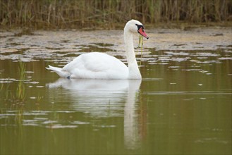 A swan swims calmly through the still lake, Lake Neusiedl National Park, Burgenland, Austria,