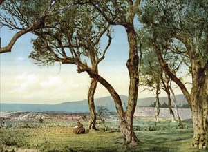 Olive trees, Menton on the Riviera, France, c. 1895, Historic, digitally restored reproduction from