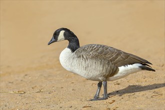 Canada goose (Branta canadensis), adult bird standing on sandy beach, wildlife, Altmühlsee,