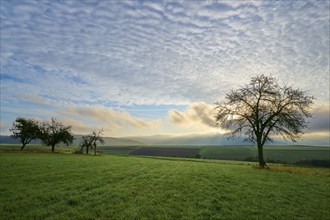 Green orchard meadow, apple tree, under a cloudy sky at sunrise in a quiet landscape, autumn,