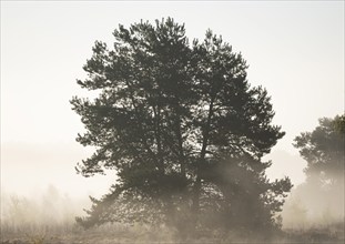 Scots pine (Pinus sylvestris) in the moor, Morgenebel, Lower Saxony, Germany, Europe