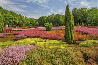 Heather garden with many varieties of heather from all over the world, Schneverdingen, Lüneburg