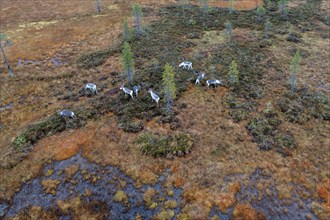 Drone shot, aerial view, wetland, moor in autumn with reindeer, Lapland, Finland, Europe