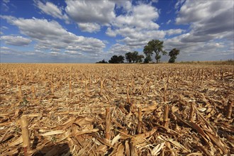 Romania, in the south of the country, maize field after harvest, harvested, stubble field, Europe