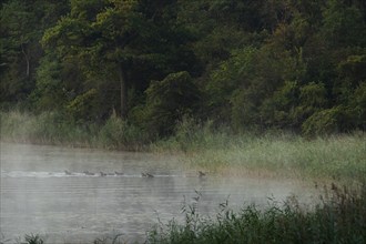 Red deer (Cervus elaphus), water, fog, Lower Austria