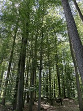 Sun-drenched deciduous forest