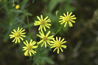 St James' ragwort (Senecio jacobaea), yellow flowers at the edge of the forest, poisonous plant,