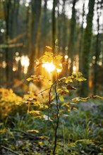 Young plant in a forest, illuminated by vivid sunlight, Gechingen, Black Forest, Germany, Europe