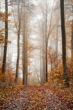 Foggy autumn forest with tall trees and colourful leaves on the ground, Gechingen, Black Forest,