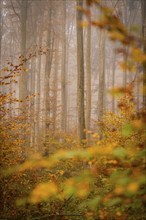 Autumn forest with fog and yellow leaves, quiet atmosphere, Gechingen, Black Forest, Germany,