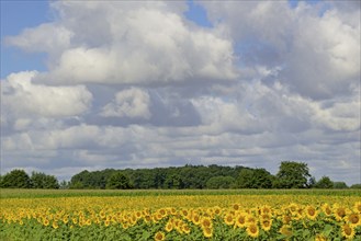 View of a sunflower field, sunflower (Helianthus annuus) in bloom, blue cloudy sky, North