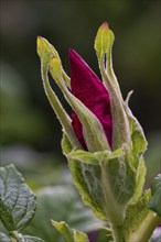 Flower, dog rose (Rosa canina), Ringkøbing Fjord, Denmark, Europe