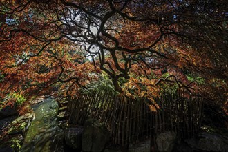 Fan maple (Acer palmatum), picket fence, autumn colours, backlight, Japanese Garden, Zoological