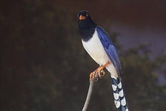 Yellow-billed kitta (Urocissa flavirostris), sitting on a branch, captive, Bavaria, Germany, Europe