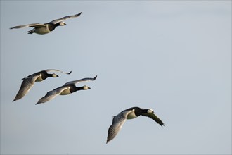 Barnacle geese or barnacle geese (Branta leucopsis) in flight over Hauke-Haien-Koog nature reserve,