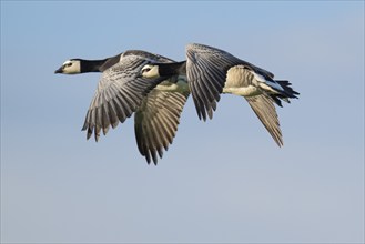 Barnacle geese or barnacle geese (Branta leucopsis) in flight over Hauke-Haien-Koog nature reserve,