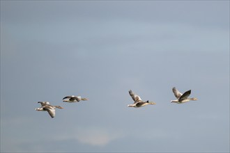 Greylag geese (Anser anser) in flight, Hauke-Haien-Koog nature reserve, North Friesland,