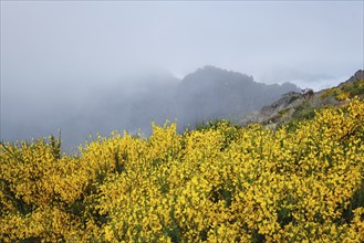 View of Madeira mountains in clouds with blooming Cytisus shrubs on sunset. Madeira island,