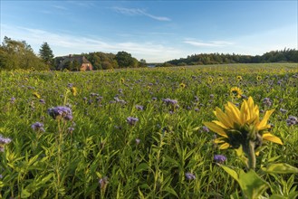 Thatched roof house in Muxal, field with purple-violet flowering catch crop phacelia and