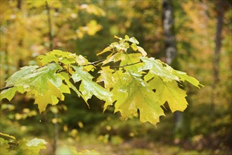 Norway maple (Acer platanoides) tree leafes, colored, in a forest in autumn, Bavaria, Germany,