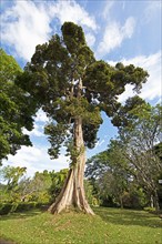 Durian tree (Durio zibethinus) in the Royal Botanic Gardens, Kandy, Central Province, Sri Lanka,