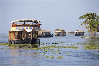 Traditional houseboats on Lake Vembanad, canal system of the backwaters, Kerala, India, Asia