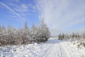 Snow-covered winter forest on the Rothaarsteig, Siegerland, North Rhine-Westphalia, Germany, Europe