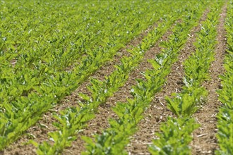 Sugar beet field (Beta vulgaris subsp. vulgaris), Baden -Württemberg, Germany, Europe