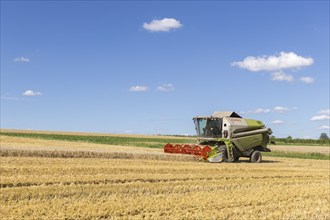 Combine harvester harvesting grain, harvesting wheat, Baden-Württemberg, Germany, Europe