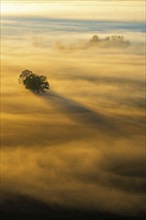 Aerial view of a foggy landscape with treetops sticking out of the fog with sunbeams and shadows