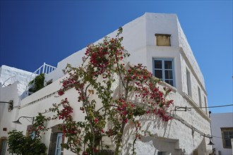 White house with flowering plants along the facade, blue sky, windows with blue frames and white