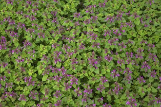 Lamium, Deadnettle with pink flowers in spring, Quebec, Canada, North America