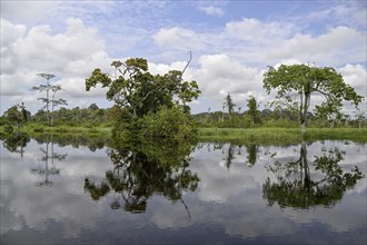 Waterscape on the Akaka River, Loango National Park, Parc National de Loango, Ogooué-Maritime