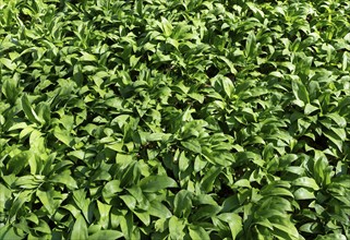 Ramson (Allium ursinum), leaves, Hainich National Park, Thuringia, Germany, Europe