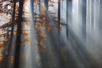 Spruce forest in autumn with fog, sun shining through the tree trunks, beech with autumn leaves,